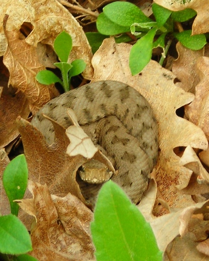 Vipera comune